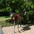 Jockeys and Juleps: A Southern Reins Fundraiser